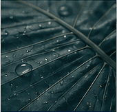 Water droplets on a deep green leaf